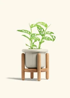 Swiss Cheese Vine, Medium -Home Living Store PHILO ADONSONII 6 FATLIP OAT STAND 6 bckgrnd cream