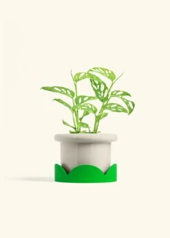 Swiss Cheese Vine, Medium -Home Living Store PHILO ADONSONII 6 FATLIP OAT TRAY GREEN 6 bckgrnd cream