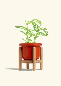Swiss Cheese Vine, Medium -Home Living Store PHILO ADONSONII 6 FATLIP RED STAND 6 bckgrnd cream