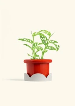 Swiss Cheese Vine, Medium -Home Living Store PHILO ADONSONII 6 FATLIP RED TRAY BEIGE 6 bckgrnd cream