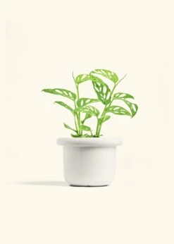 Swiss Cheese Vine, Medium -Home Living Store PHILO ADONSONII 6 FATLIP WHITE 6 bckgrnd cream