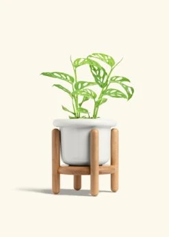 Swiss Cheese Vine, Medium -Home Living Store PHILO ADONSONII 6 FATLIP WHITE STAND 6 bckgrnd cream