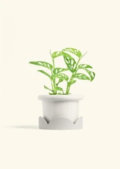 Swiss Cheese Vine, Medium -Home Living Store PHILO ADONSONII 6 FATLIP WHITE TRAY BEIGE 6 bckgrnd cream