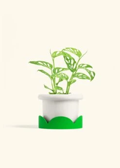 Swiss Cheese Vine, Medium -Home Living Store PHILO ADONSONII 6 FATLIP WHITE TRAY GREEN 6 bckgrnd cream