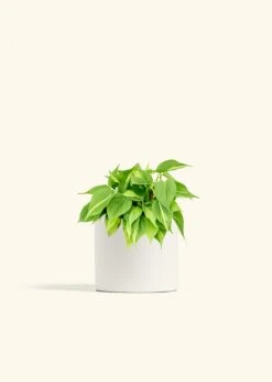 Philodendron 'Brazil', Medium -Home Living Store PHILO BRAZIL 6 CLASSIC WHITE 6 bckgrnd cream
