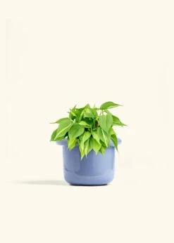 Philodendron 'Brazil', Medium -Home Living Store PHILO BRAZIL 6 FATLIP BLUE 6 bckgrnd cream