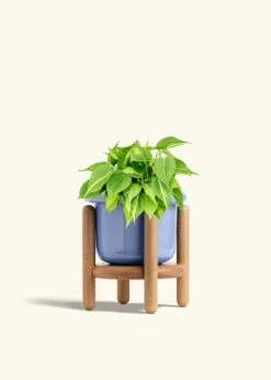 Philodendron 'Brazil', Medium -Home Living Store PHILO BRAZIL 6 FATLIP BLUE STAND 6 bckgrnd cream