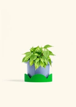 Philodendron 'Brazil', Medium -Home Living Store PHILO BRAZIL 6 FATLIP BLUE TRAY GREEN 6 bckgrnd cream