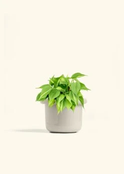 Philodendron 'Brazil', Medium -Home Living Store PHILO BRAZIL 6 FATLIP OAT 6 bckgrnd cream