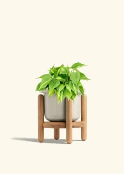 Philodendron 'Brazil', Medium -Home Living Store PHILO BRAZIL 6 FATLIP OAT STAND 6 bckgrnd cream