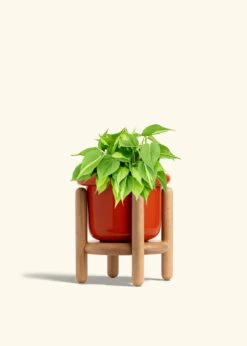 Philodendron 'Brazil', Medium -Home Living Store PHILO BRAZIL 6 FATLIP RED STAND 6 bckgrnd cream