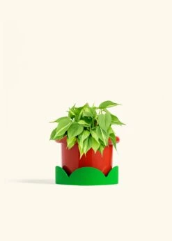 Philodendron 'Brazil', Medium -Home Living Store PHILO BRAZIL 6 FATLIP RED TRAY GREEN 6 bckgrnd cream
