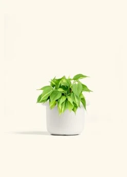 Philodendron 'Brazil', Medium -Home Living Store PHILO BRAZIL 6 FATLIP WHITE 6 bckgrnd cream 2a58718a f514 4f59 b6d0 a0ec33990a75