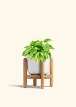 Philodendron 'Brazil', Medium -Home Living Store PHILO BRAZIL 6 FATLIP WHITE STAND 6 bckgrnd cream