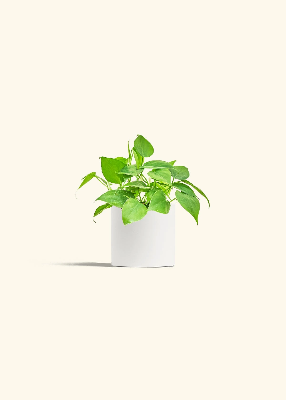 Sweetheart Philodendron, Small 21 Sweetheart Philodendron, Small - Image 19