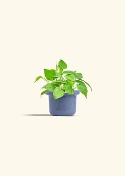 Sweetheart Philodendron, Small 28 Sweetheart Philodendron, Small -Home Living Store PHILO GREENCORDATUM 4 FATLIP BLUE 4 bckgrnd cream