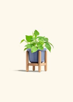 Sweetheart Philodendron, Small 31 Sweetheart Philodendron, Small -Home Living Store PHILO GREENCORDATUM 4 FATLIP BLUE STAND 4 bckgrnd cream