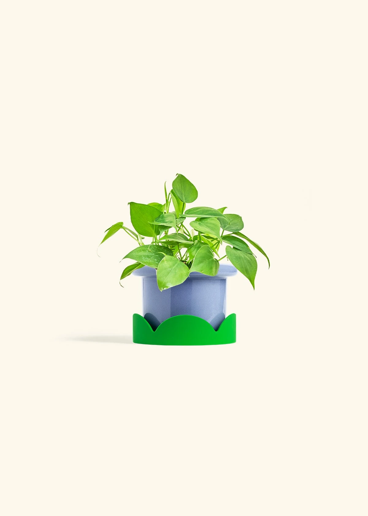 Sweetheart Philodendron, Small 10 Sweetheart Philodendron, Small - Image 8