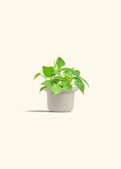 Sweetheart Philodendron, Small 32 Sweetheart Philodendron, Small -Home Living Store PHILO GREENCORDATUM 4 FATLIP OAT 4 bckgrnd cream