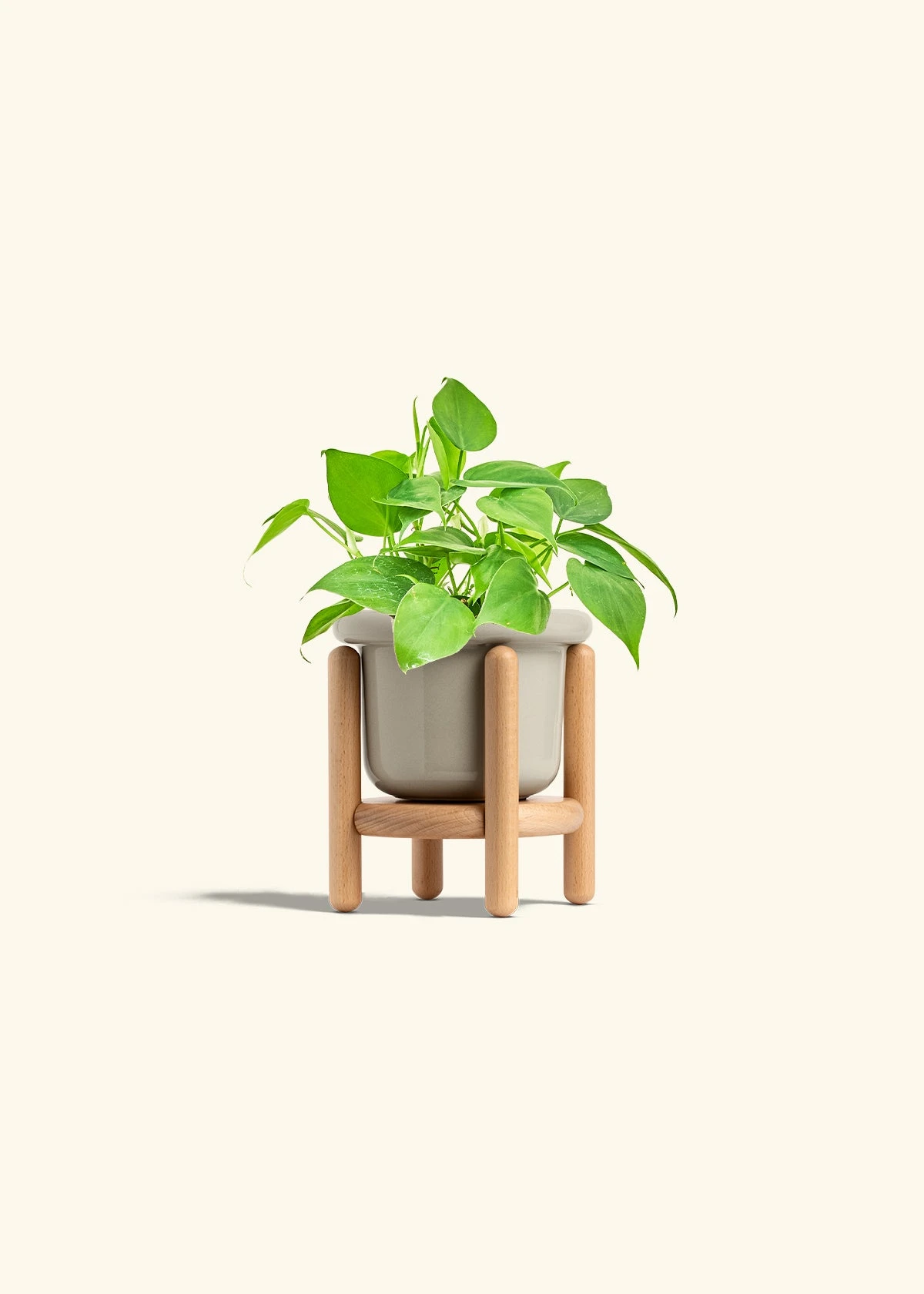 Sweetheart Philodendron, Small 16 Sweetheart Philodendron, Small - Image 14