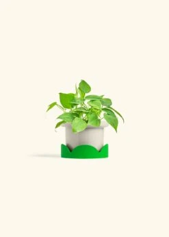 Sweetheart Philodendron, Small 33 Sweetheart Philodendron, Small -Home Living Store PHILO GREENCORDATUM 4 FATLIP OAT TRAY GREEN 4 bckgrnd cream