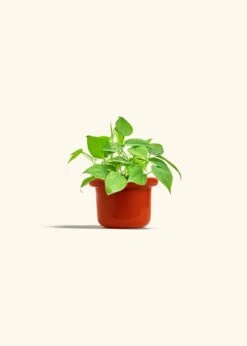 Sweetheart Philodendron, Small 36 Sweetheart Philodendron, Small -Home Living Store PHILO GREENCORDATUM 4 FATLIP RED 4 bckgrnd cream