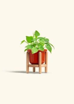 Sweetheart Philodendron, Small 39 Sweetheart Philodendron, Small -Home Living Store PHILO GREENCORDATUM 4 FATLIP RED STAND 4 bckgrnd cream
