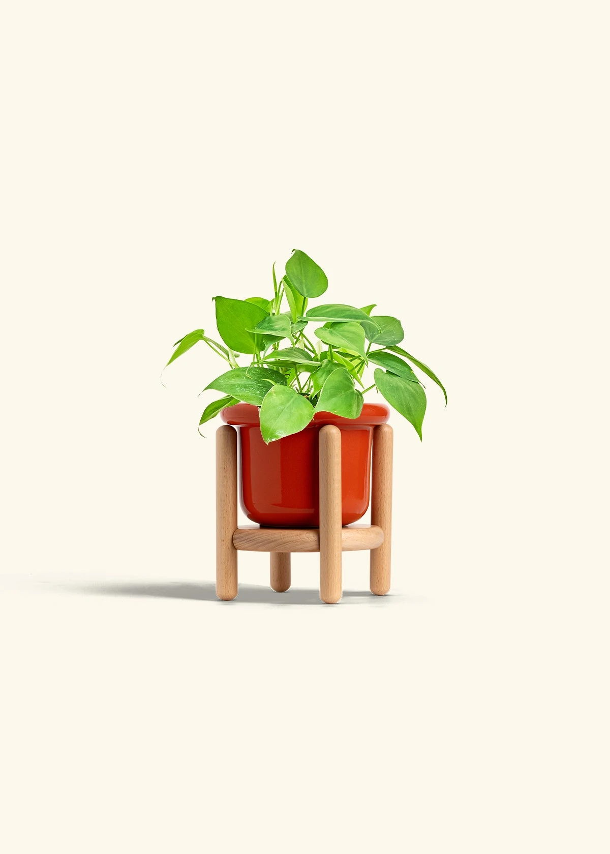Sweetheart Philodendron, Small 20 Sweetheart Philodendron, Small - Image 18