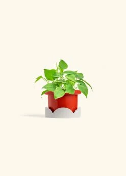 Sweetheart Philodendron, Small 38 Sweetheart Philodendron, Small -Home Living Store PHILO GREENCORDATUM 4 FATLIP RED TRAY BEIGE 4 bckgrnd cream