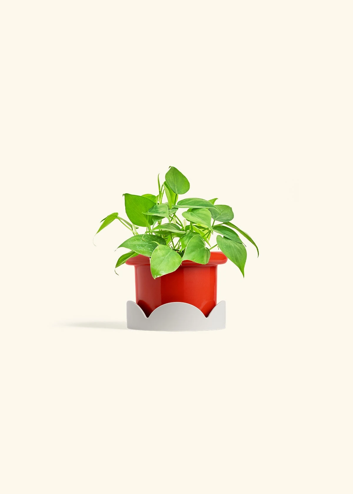 Sweetheart Philodendron, Small 19 Sweetheart Philodendron, Small - Image 17