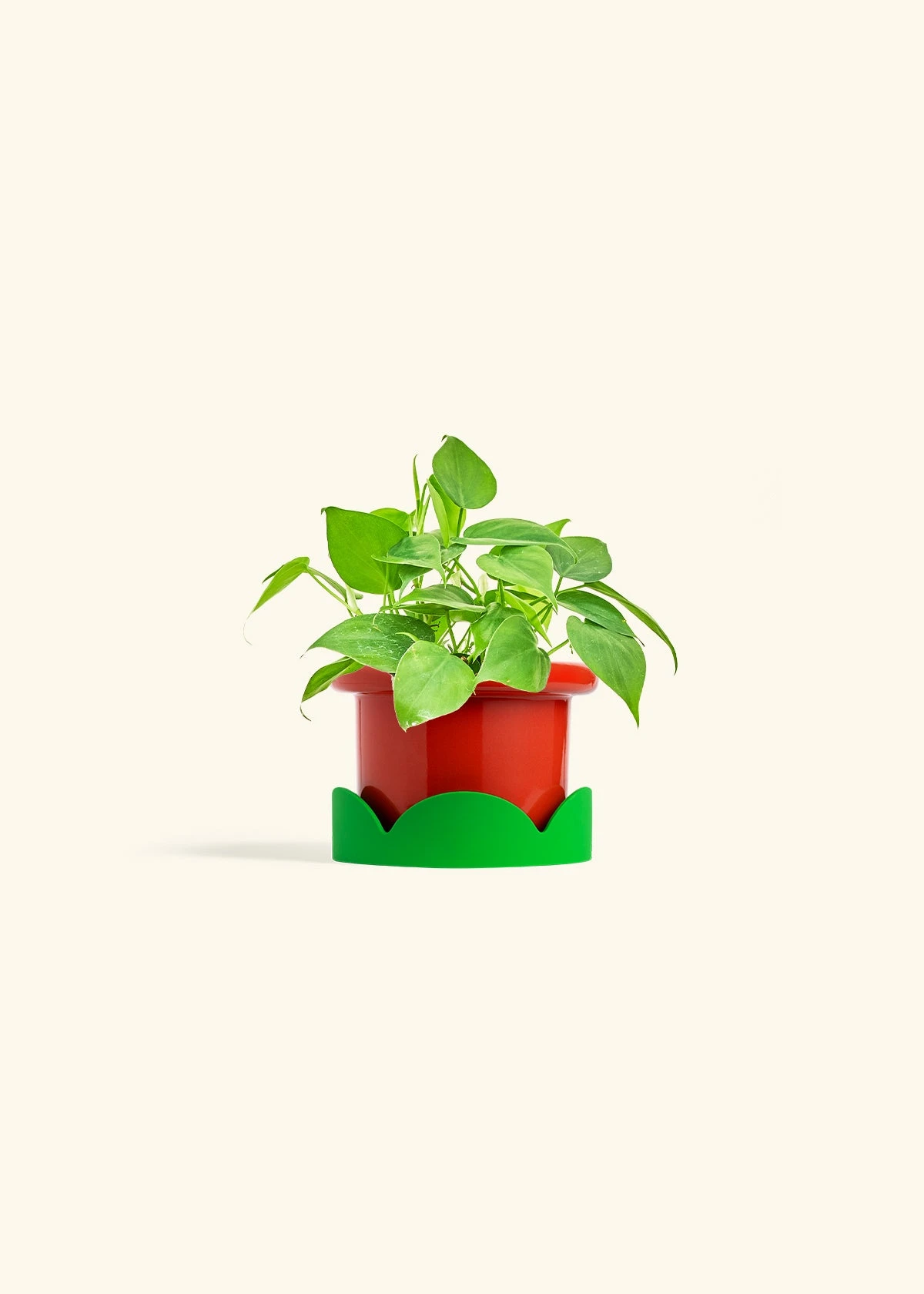 Sweetheart Philodendron, Small 18 Sweetheart Philodendron, Small - Image 16