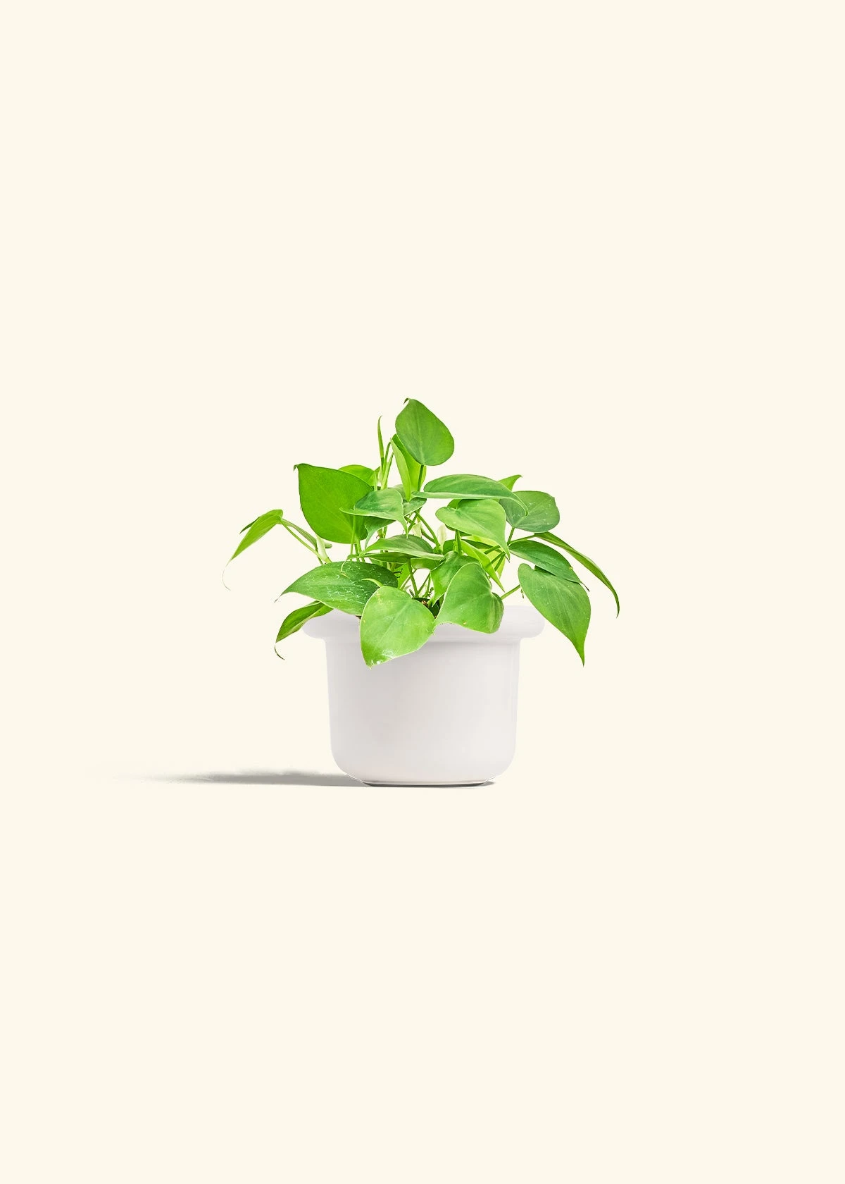 Sweetheart Philodendron, Small 5 Sweetheart Philodendron, Small - Image 3