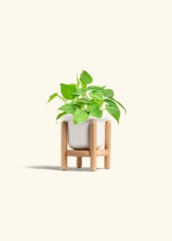 Sweetheart Philodendron, Small 27 Sweetheart Philodendron, Small -Home Living Store PHILO GREENCORDATUM 4 FATLIP WHITE STAND 4 bckgrnd cream