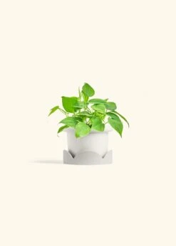 Sweetheart Philodendron, Small 26 Sweetheart Philodendron, Small -Home Living Store PHILO GREENCORDATUM 4 FATLIP WHITE TRAY BEIGE 4 bckgrnd cream