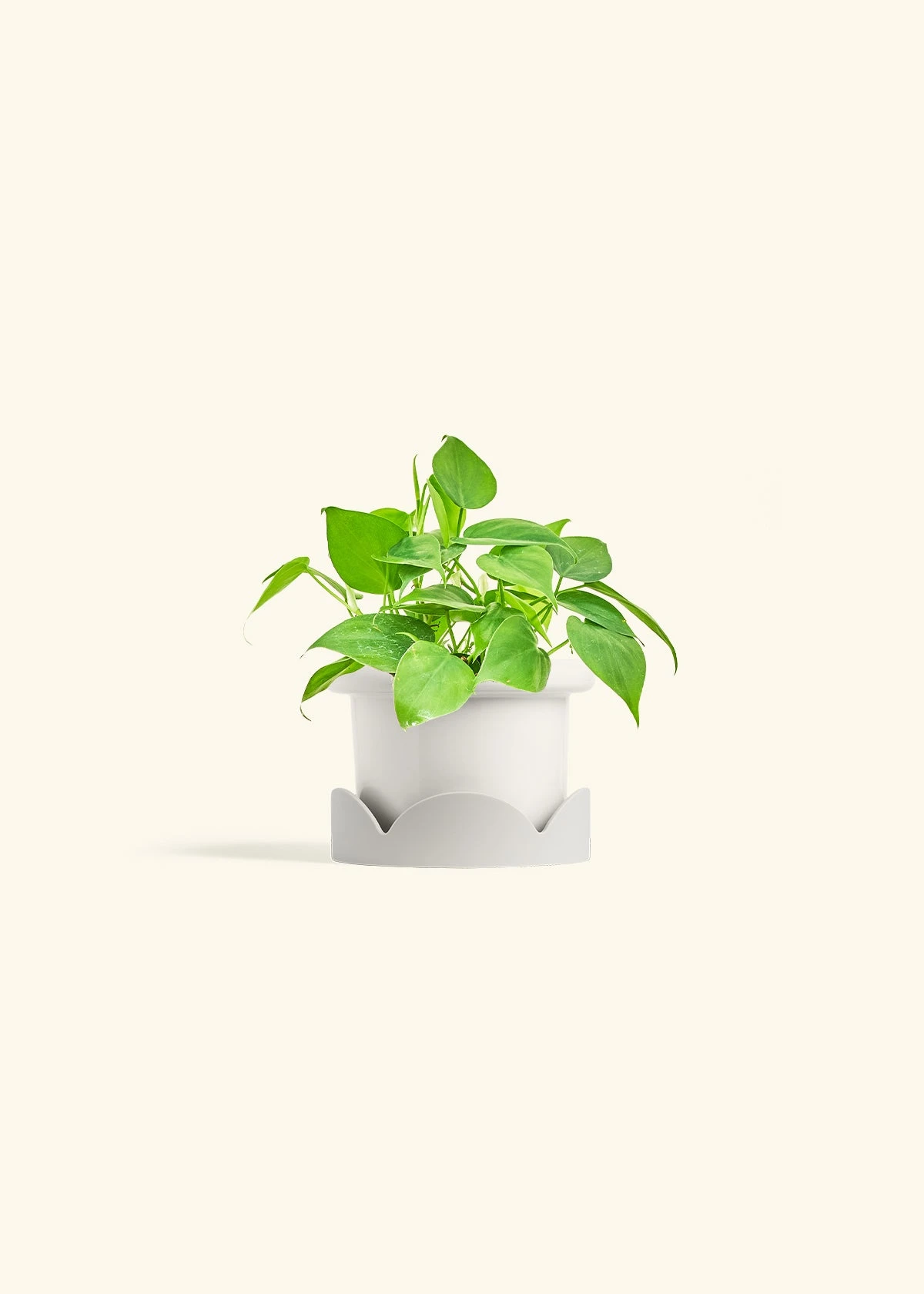 Sweetheart Philodendron, Small 7 Sweetheart Philodendron, Small - Image 5