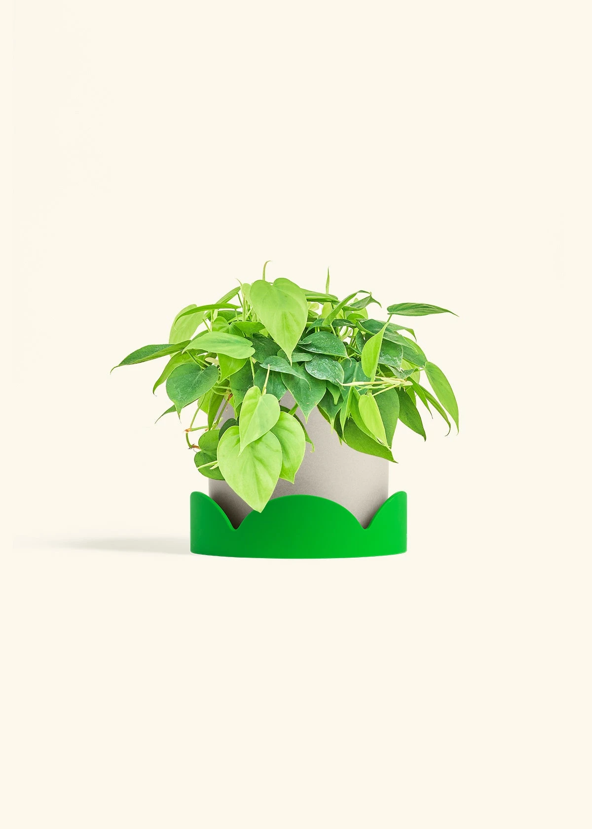 Sweetheart Philodendron, Medium - Image 13