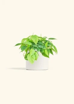 Sweetheart Philodendron, Medium -Home Living Store PHILO GREENCORDATUM 6 CLASSIC WHITE 6 bckgrnd cream