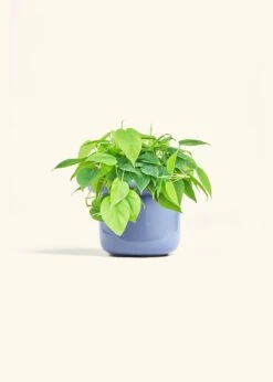 Sweetheart Philodendron, Medium -Home Living Store PHILO GREENCORDATUM 6 FATLIP BLUE 6 bckgrnd cream