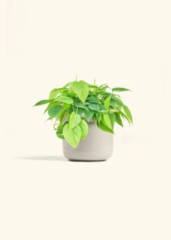 Sweetheart Philodendron, Medium -Home Living Store PHILO GREENCORDATUM 6 FATLIP OAT 6 bckgrnd cream