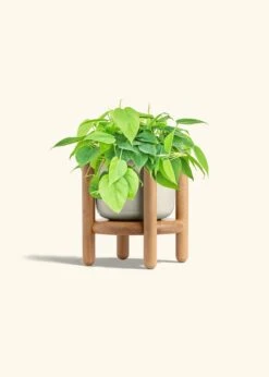 Sweetheart Philodendron, Medium -Home Living Store PHILO GREENCORDATUM 6 FATLIP OAT STAND 6 bckgrnd cream