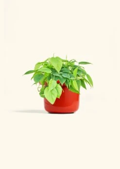 Sweetheart Philodendron, Medium -Home Living Store PHILO GREENCORDATUM 6 FATLIP RED 6 bckgrnd cream