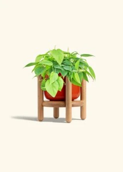 Sweetheart Philodendron, Medium -Home Living Store PHILO GREENCORDATUM 6 FATLIP RED STAND 6 bckgrnd cream