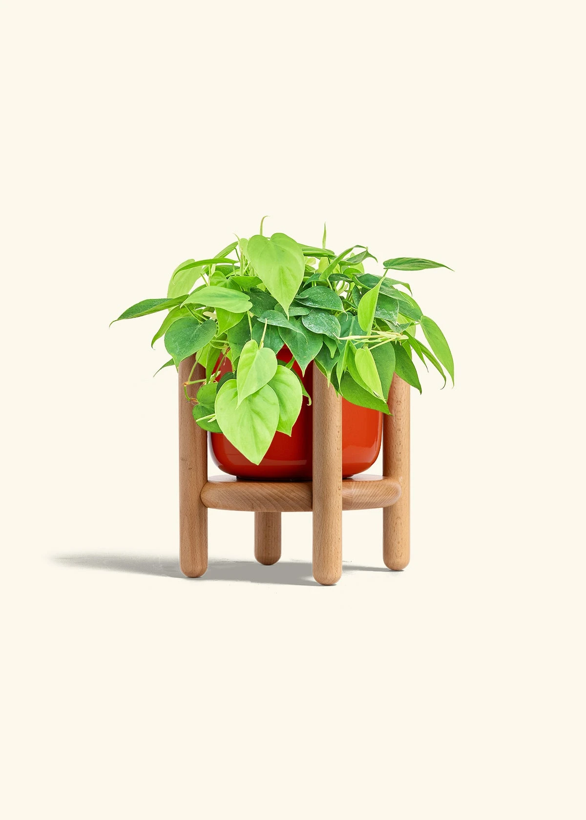 Sweetheart Philodendron, Medium - Image 19