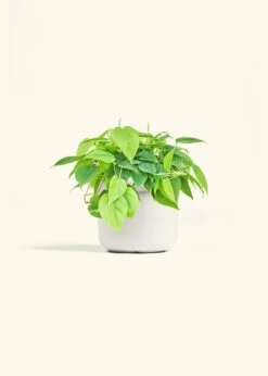 Sweetheart Philodendron, Medium -Home Living Store PHILO GREENCORDATUM 6 FATLIP WHITE 6 bckgrnd cream