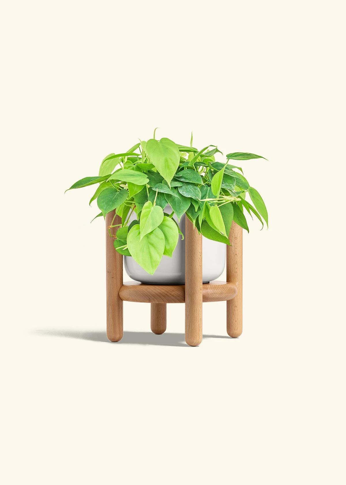 Sweetheart Philodendron, Medium - Image 7