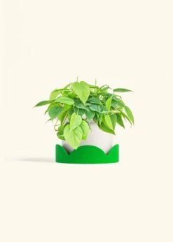 Sweetheart Philodendron, Medium -Home Living Store PHILO GREENCORDATUM 6 FATLIP WHITE TRAY GREEN 6 bckgrnd cream