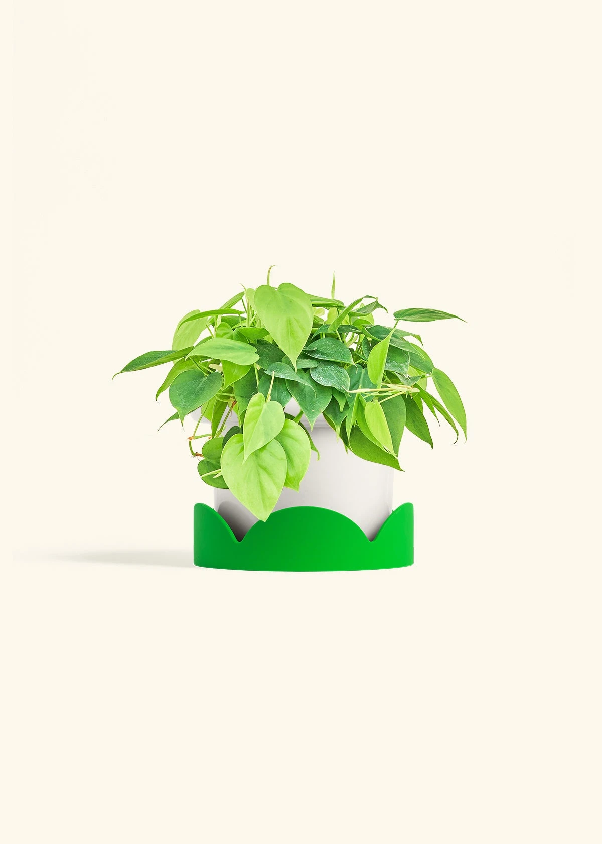 Sweetheart Philodendron, Medium - Image 5