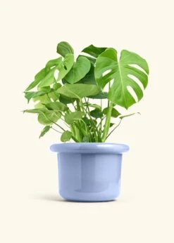 Monstera Swiss Cheese Plant, XL 29 Monstera Swiss Cheese Plant, XL -Home Living Store PHILO MONSTERA 10 FATLIP BLUE 10 bckgrnd cream