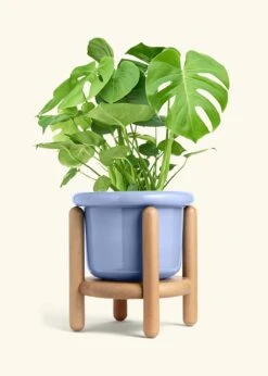 Monstera Swiss Cheese Plant, XL 32 Monstera Swiss Cheese Plant, XL -Home Living Store PHILO MONSTERA 10 FATLIP BLUE STAND 10 bckgrnd cream