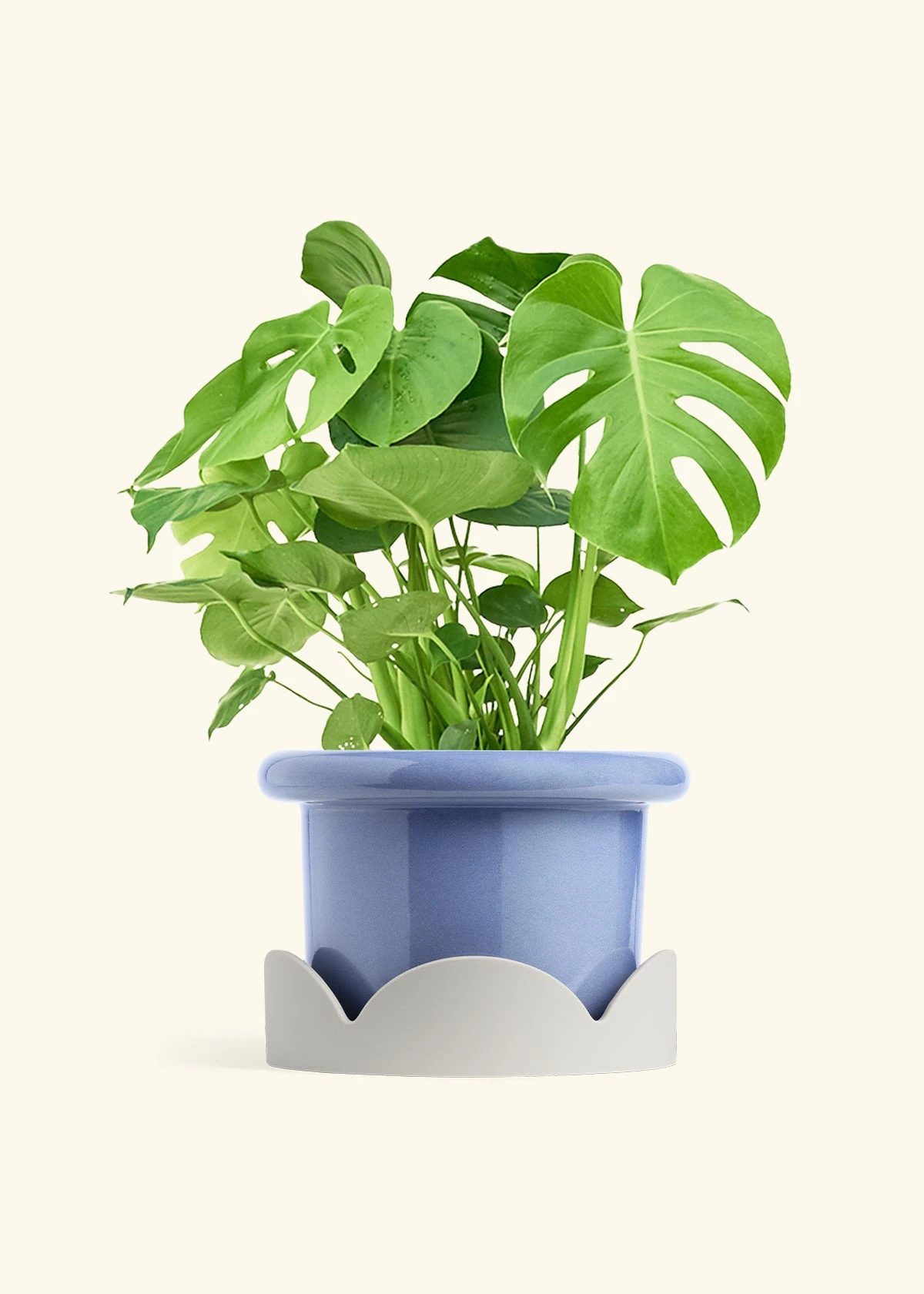 Monstera Swiss Cheese Plant, XL 12 Monstera Swiss Cheese Plant, XL - Image 10